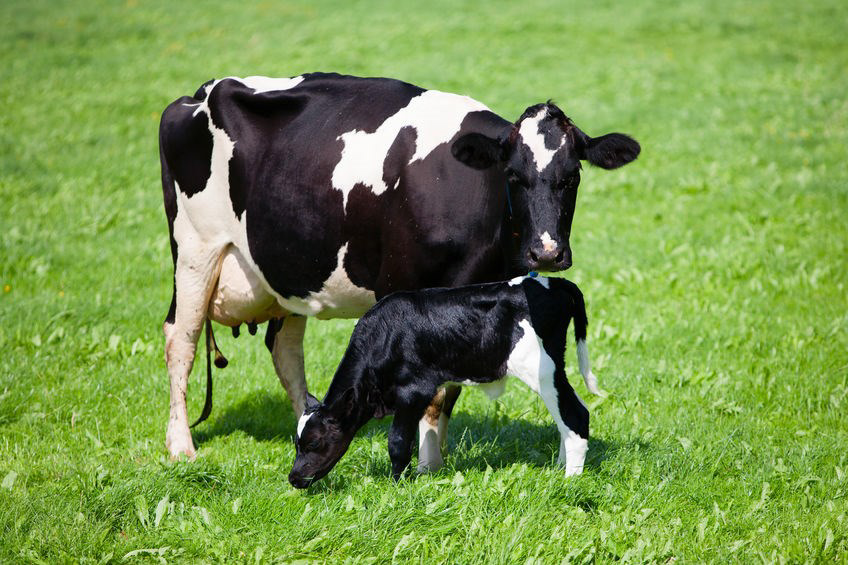 Agri-Lloyd Dairy